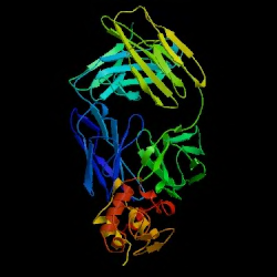 antibodies1FDLx250.bmp